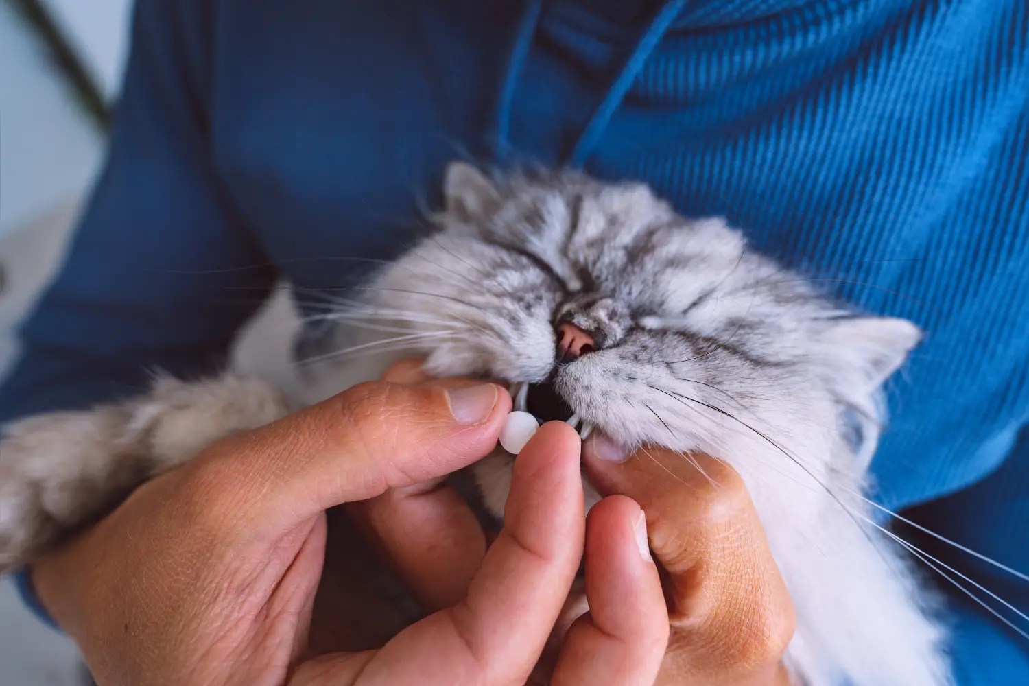 How to Pill a Cat The Art of Medicating Your Cat